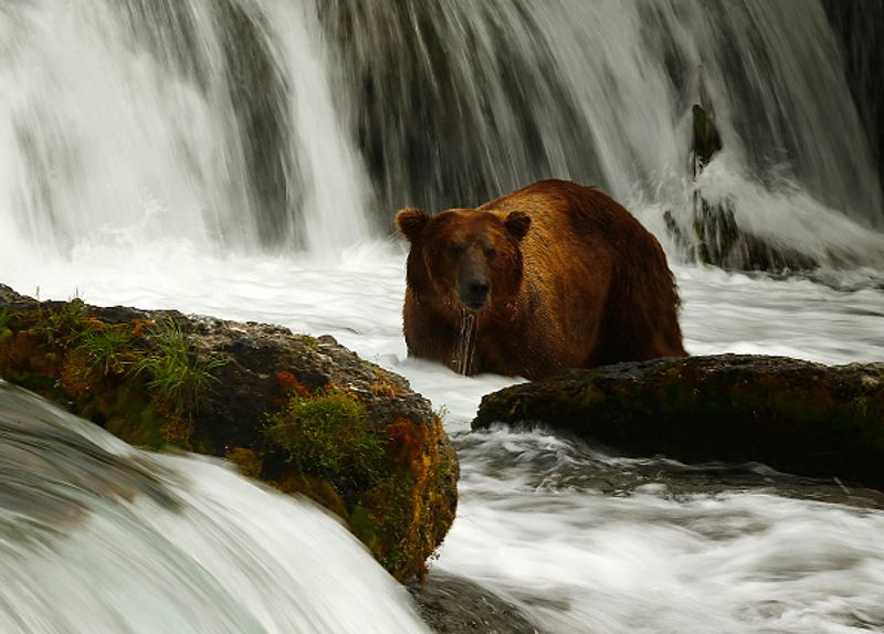 480 Otis wins fat bear compatition fourth time in Katmai National Park