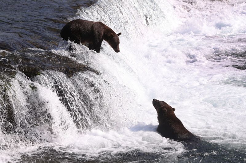 480 Otis wins fat bear compatition fourth time in Katmai National Park