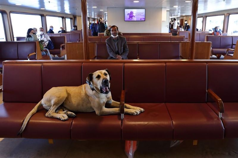 Istanbuls favorite traveler Boji