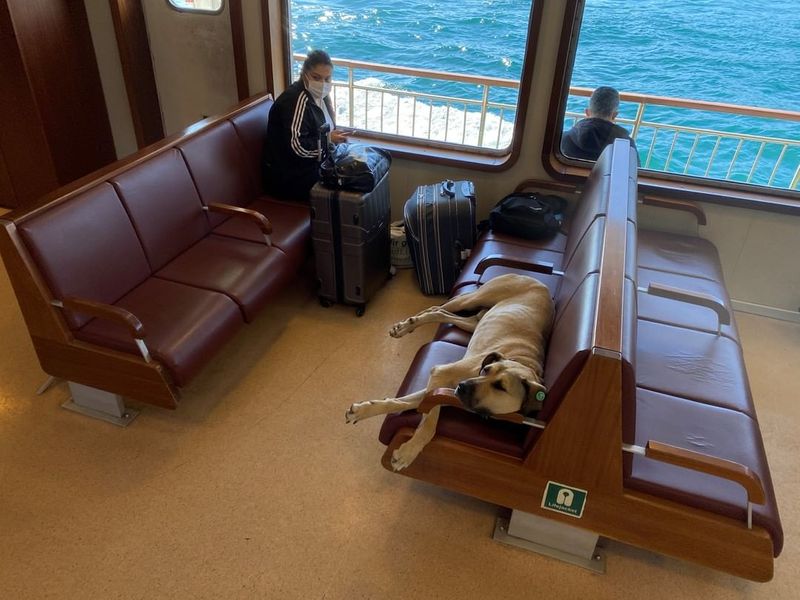 Istanbuls favorite traveler Boji