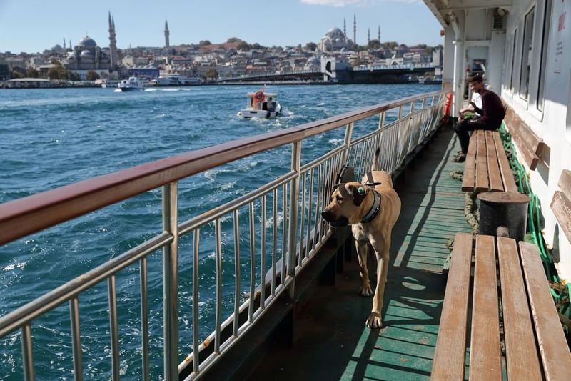 Istanbuls favorite traveler Boji
