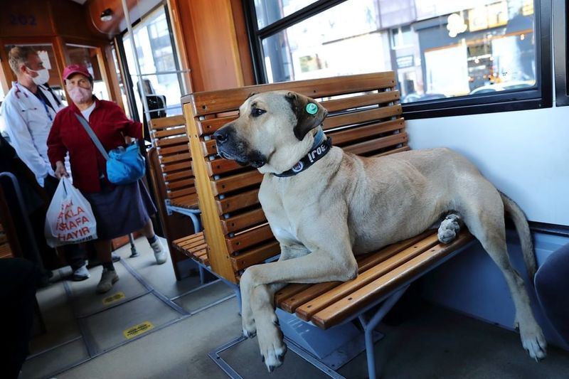 Istanbuls favorite traveler Boji