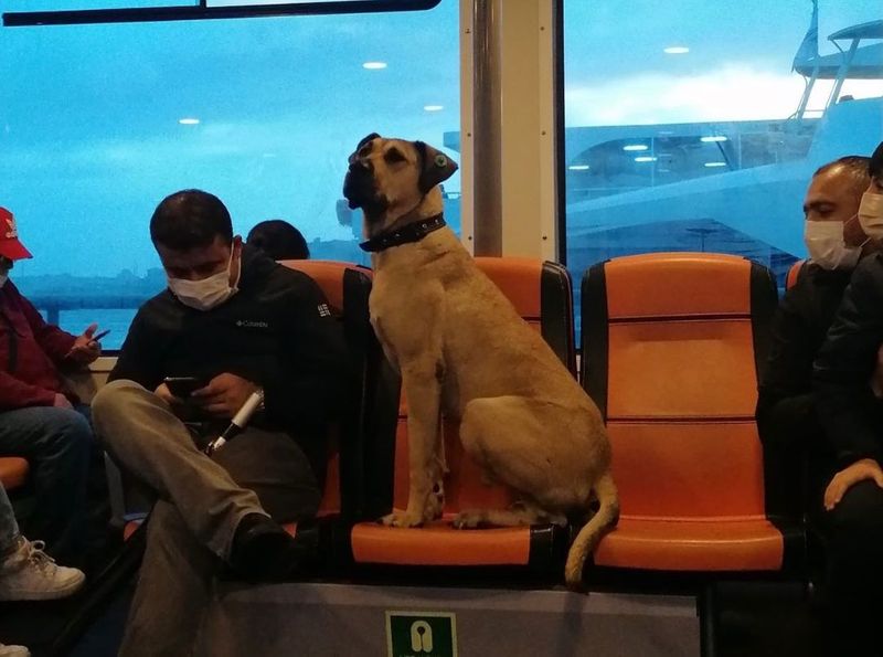 Istanbuls favorite traveler Boji