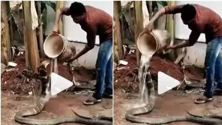 man gave a bath to the cobra man gave a bath to the cobra