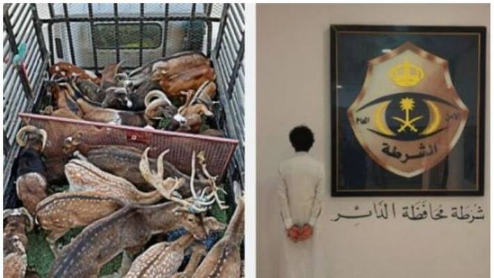 yemen citizen arrested in saudi for deer smuggling yemen citizen arrested in saudi for deer smuggling