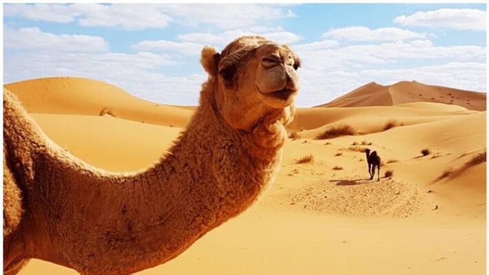 expat arrested in saudi for practicing Cosmetic surgery for camels expat arrested in saudi for practicing Cosmetic surgery for camels