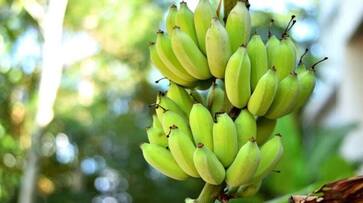 do you know why banana trees are most important in auspicious events in tamil mks do you know why banana trees are most important in auspicious events in tamil mks