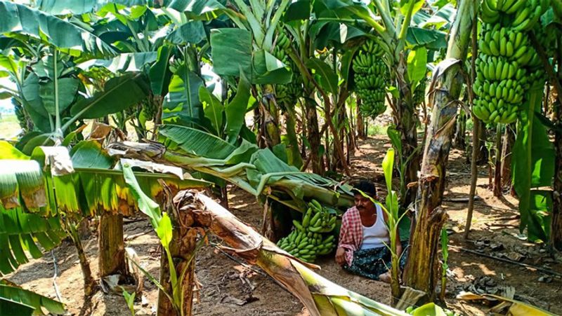 Queensland farm worker successfully sues employer for 500000 dollar after he was injured by bananas pod