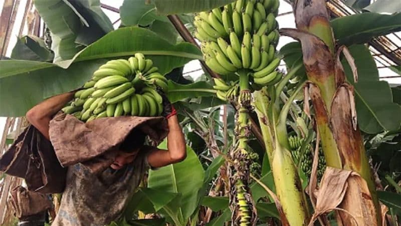 Queensland farm worker successfully sues employer for 500000 dollar after he was injured by bananas pod