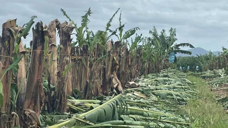 Queensland farm worker successfully sues employer for 500000 dollar after he was injured by bananas pod