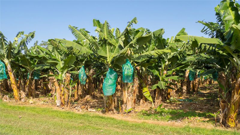 Queensland farm worker successfully sues employer for 500000 dollar after he was injured by bananas pod