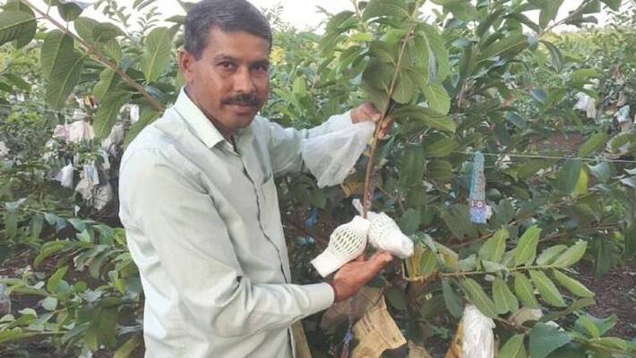 this farmer grows thai Guava and earns Rs 32 Lakh per year this farmer grows thai Guava and earns Rs 32 Lakh per year