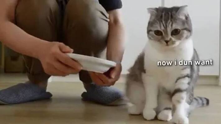 cat not eating unless owner put food on his hand video cat not eating unless owner put food on his hand video