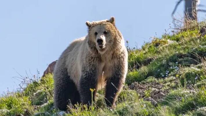 getting too close to a grizzly bear woman jailed getting too close to a grizzly bear woman jailed