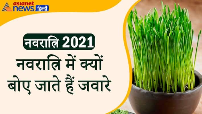 Navratri 2021, know the reasong behind sowing jware in this festival Navratri 2021, know the reasong behind sowing jware in this festival