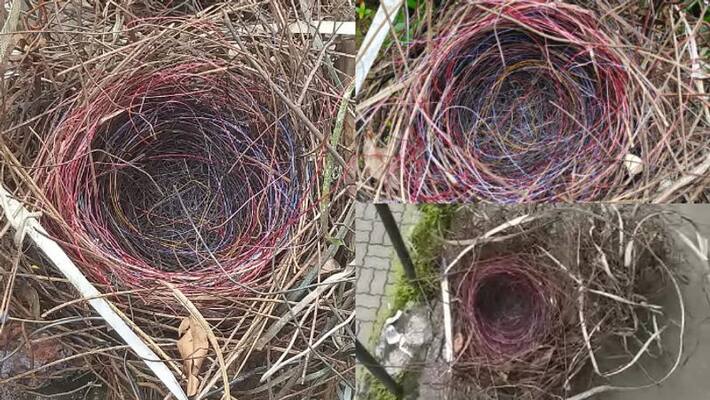 Crow makes nest with metal parts and wires Crow makes nest with metal parts and wires