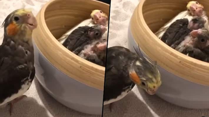 parrot playing peekaboo with bird babies; cute video goes viral - gps parrot playing peekaboo with bird babies; cute video goes viral - gps