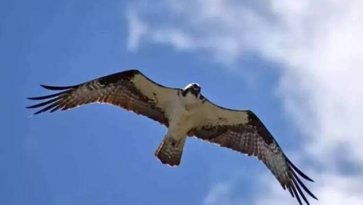 Falcon Eagle flew over 10,000 km Falcon Eagle flew over 10,000 km