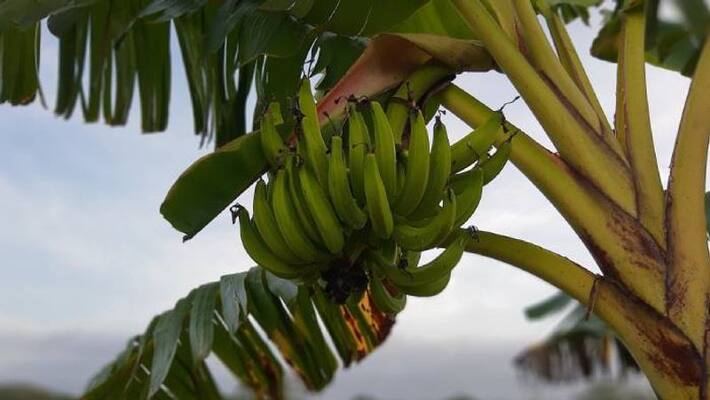 man injured from banana tree Gets Rs 4 Cr Compensation man injured from banana tree Gets Rs 4 Cr Compensation