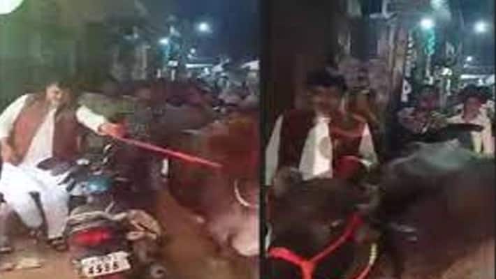madhya pradesh power minister praduman singh tomar seen roaming with buffalo in gwalior in electricity crisis madhya pradesh power minister praduman singh tomar seen roaming with buffalo in gwalior in electricity crisis