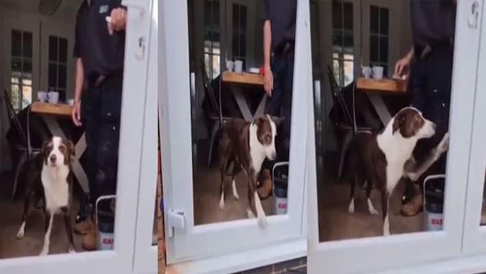 Anand Mahindra shares video of a confused dog Anand Mahindra shares video of a confused dog