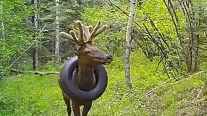 elk with tyre around neck freed after two years elk with tyre around neck freed after two years