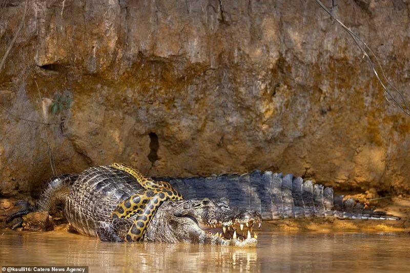 anaconda fight with crocodile at cuiaba river brazil