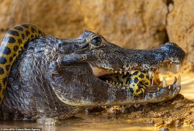 anaconda fight with crocodile at cuiaba river brazil