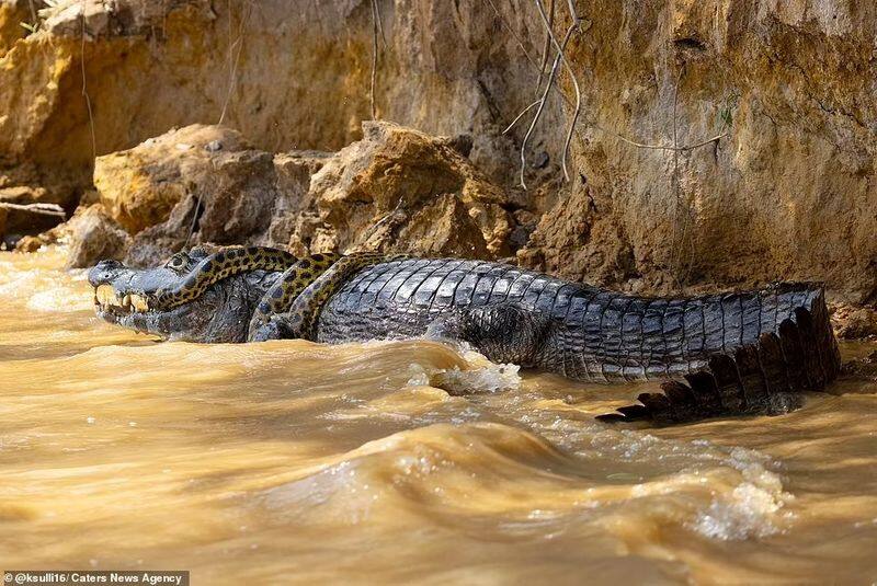 anaconda fight with crocodile at cuiaba river brazil