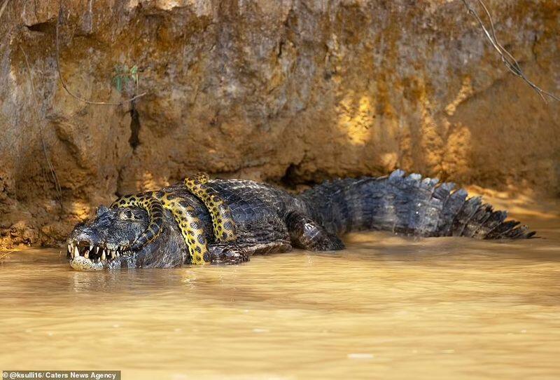 anaconda fight with crocodile at cuiaba river brazil