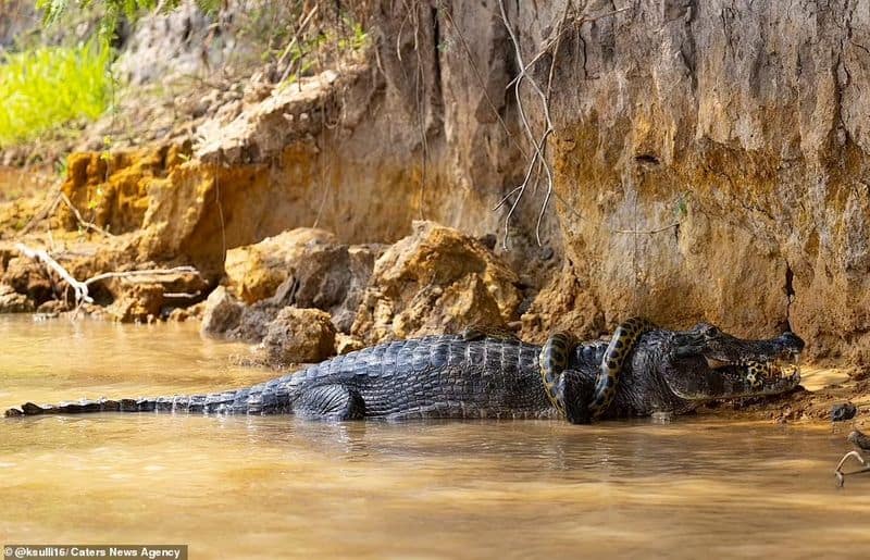 anaconda fight with crocodile at cuiaba river brazil