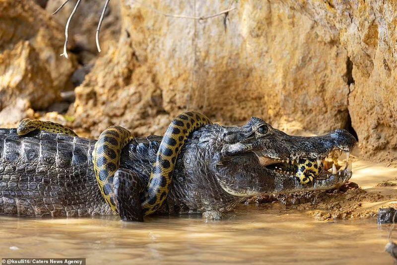 anaconda fight with crocodile at cuiaba river brazil