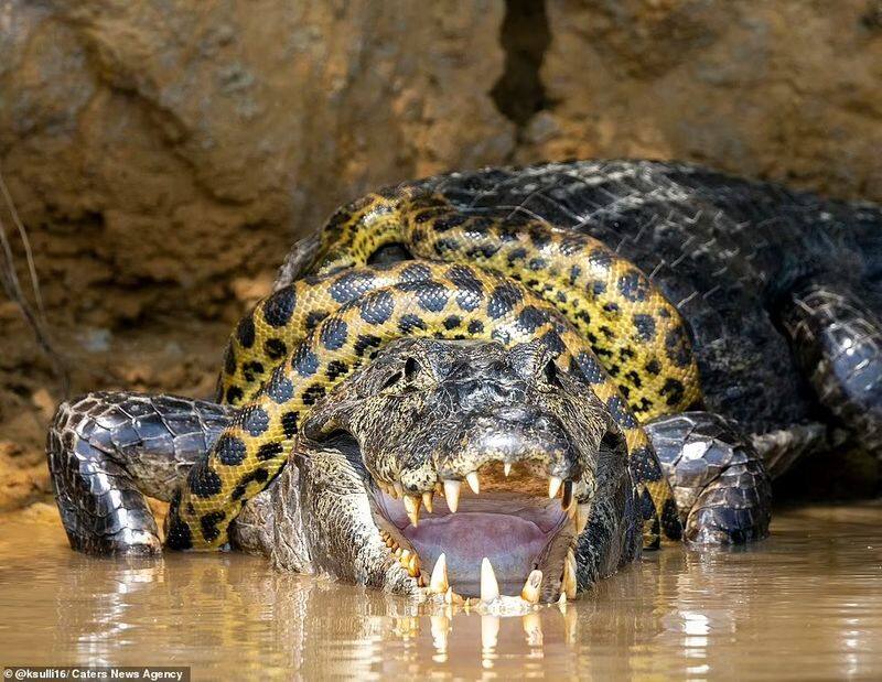 anaconda fight with crocodile at cuiaba river brazil