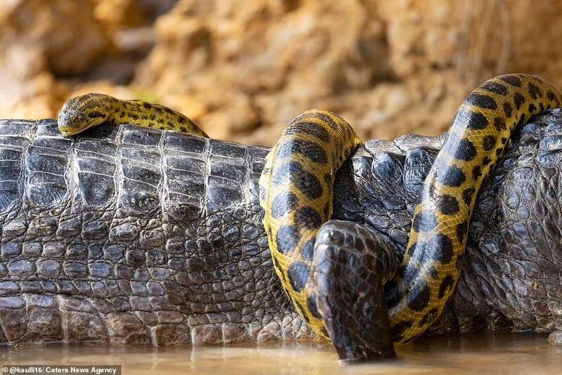 anaconda fight with crocodile at cuiaba river brazil