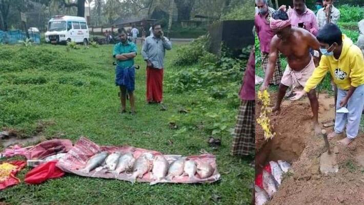 about Kulathupuzha Sastha Temple thirumakkal fish viral post about Kulathupuzha Sastha Temple thirumakkal fish viral post