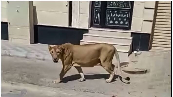 Stray lion spotted in the streets of a Saudi Arabian city Stray lion spotted in the streets of a Saudi Arabian city
