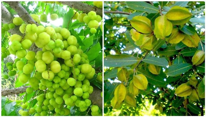 Follow this ayurvedic herbs to keep healthy heart full details are here