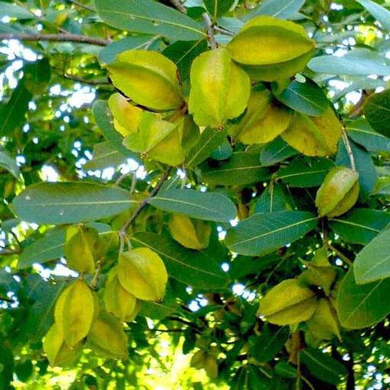 Follow this ayurvedic herbs to keep healthy heart full details are here