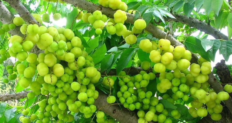 Follow this ayurvedic herbs to keep healthy heart full details are here