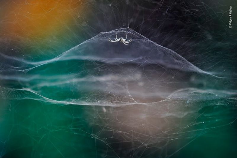 Laurent Ballesta Won Wildlife Photographer of the Year award 2021