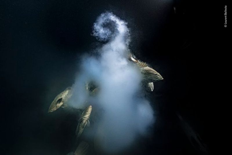 Laurent Ballesta Won Wildlife Photographer of the Year award 2021