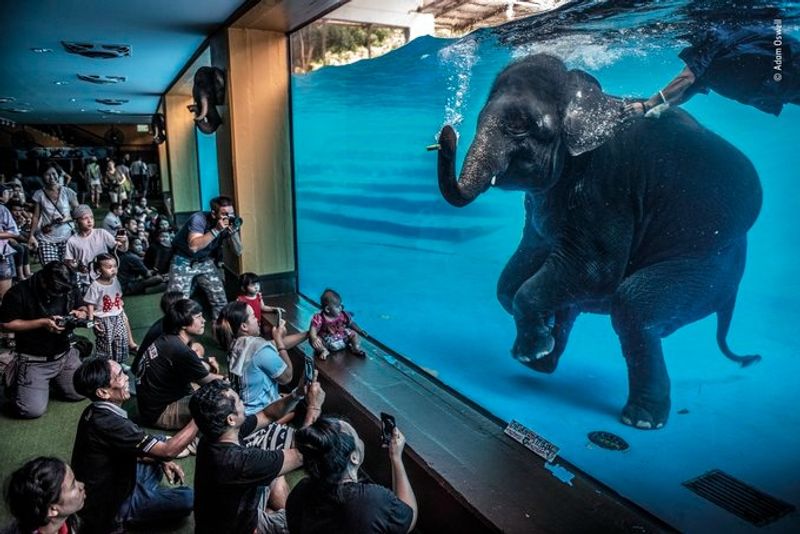 Laurent Ballesta Won Wildlife Photographer of the Year award 2021