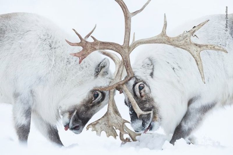 Laurent Ballesta Won Wildlife Photographer of the Year award 2021
