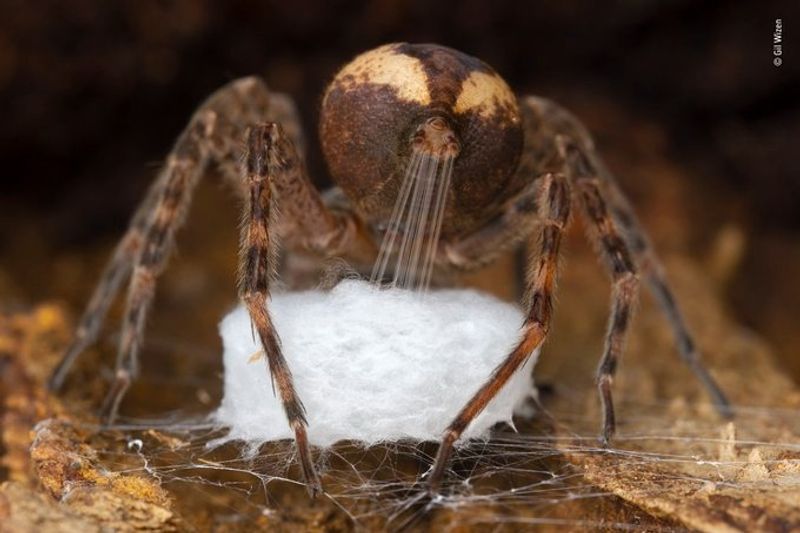 Laurent Ballesta Won Wildlife Photographer of the Year award 2021
