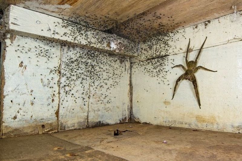 Laurent Ballesta Won Wildlife Photographer of the Year award 2021