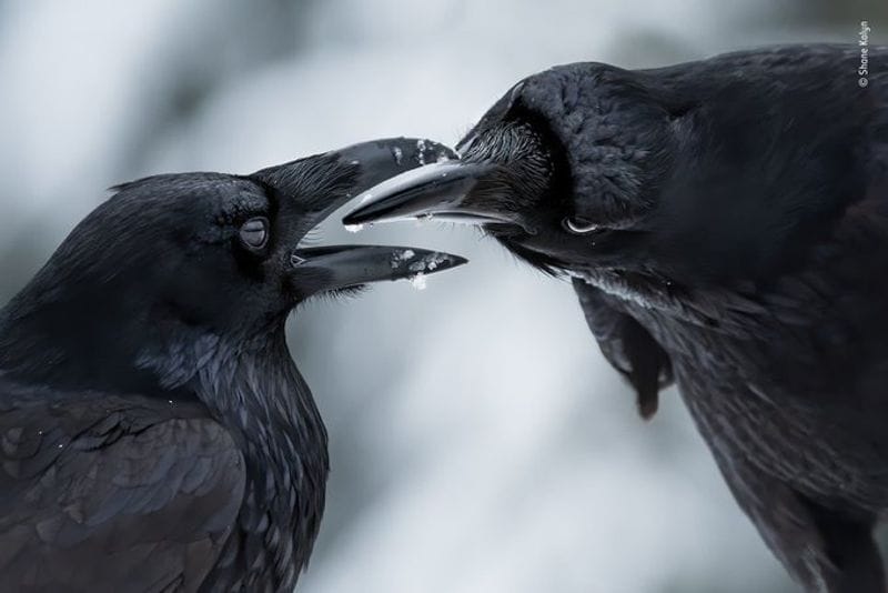 Laurent Ballesta Won Wildlife Photographer of the Year award 2021