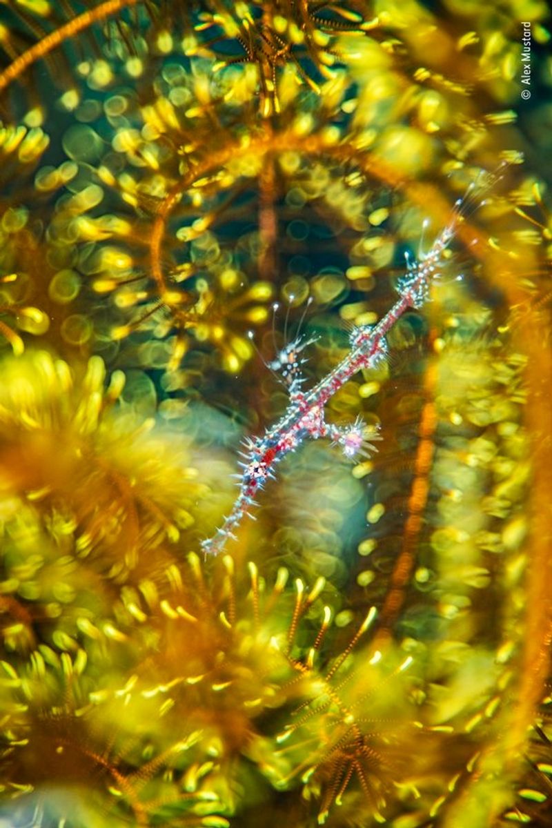 Laurent Ballesta Won Wildlife Photographer of the Year award 2021