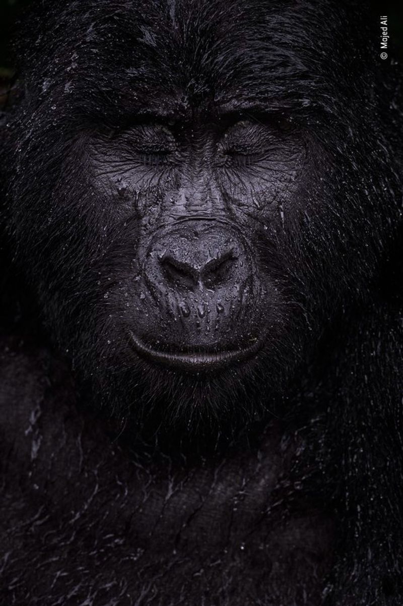 Laurent Ballesta Won Wildlife Photographer of the Year award 2021