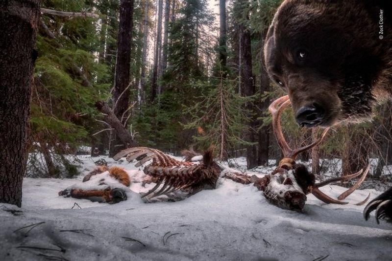 Laurent Ballesta Won Wildlife Photographer of the Year award 2021