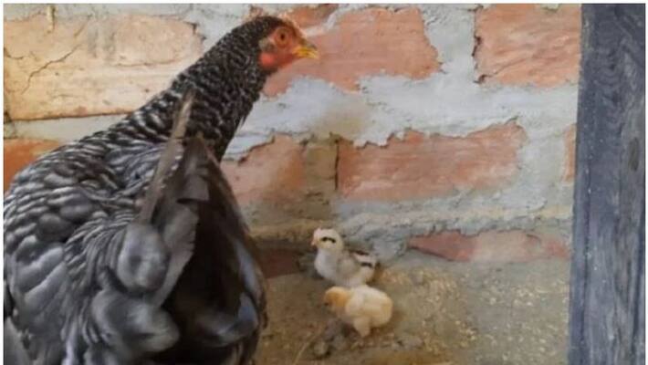 hen gives birth to 4 chick without egg in assam hen gives birth to 4 chick without egg in assam
